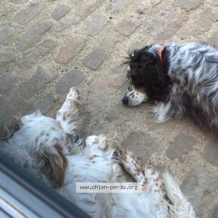 Photo 1/1 Chien retrouvé Perdu à Beynes