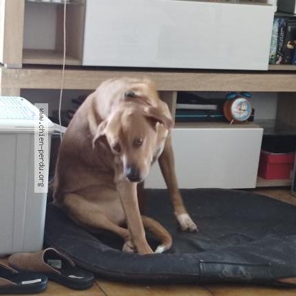 Photo 1/1 Chien retrouvé Perdu à Ombree D Anjou