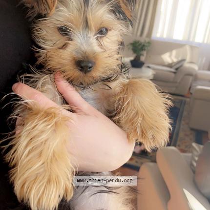Photo 1/1 Chien retrouvé Perdu à Perpignan