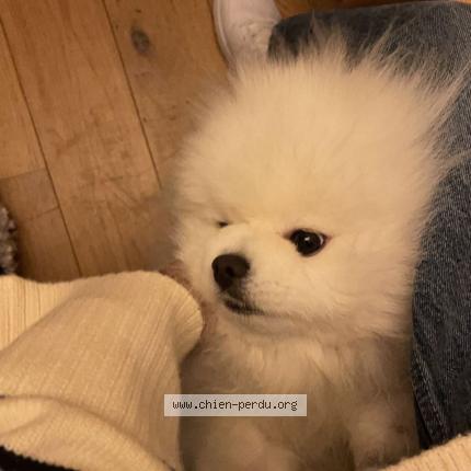 Photo 1/1 Chien retrouvé Perdu à Nantes