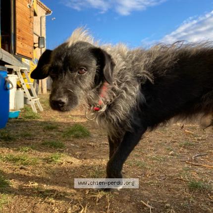 Photo 1/2 Chien retrouvé Perdu à Moustiers Sainte Marie
