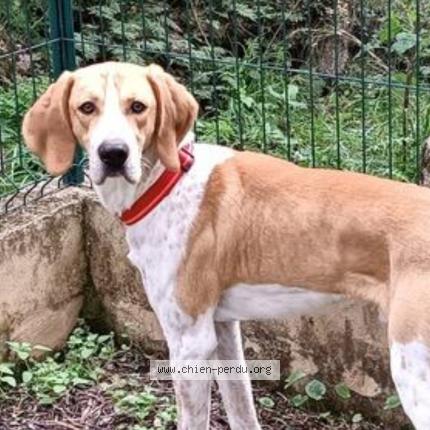 Photo 1/1 Chien retrouvé Perdu à Gareoult