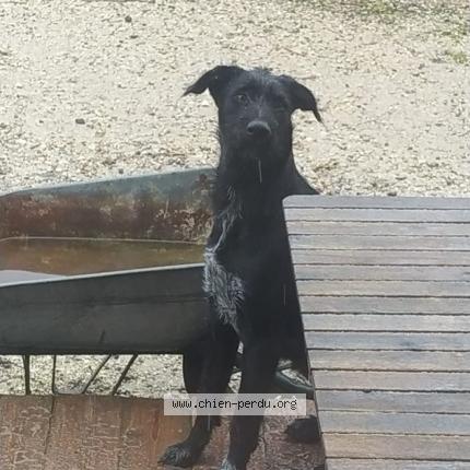 Photo 1/1 Chien retrouvé Perdu à Menthonnex En Bornes