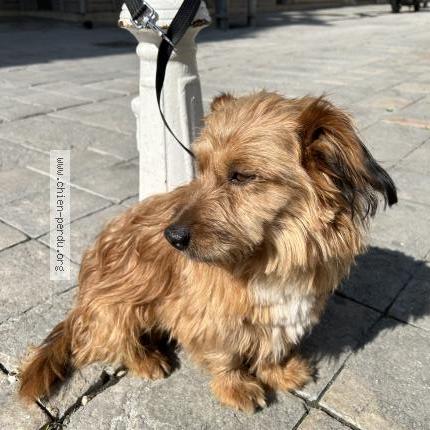 Photo 1/1 Chien retrouvé Trouvé à Toulon