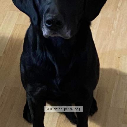 Photo 1/1 Chien retrouvé Trouvé à Le Touquet Paris Plage