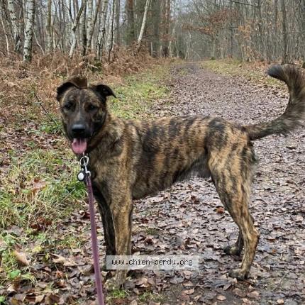 Photo 1/1 Chien retrouvé Perdu à St remy l honore