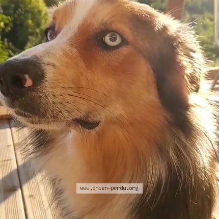 Photo de chien perdu à L Honor De Cos