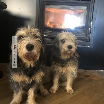 Photo 1/1 Chien retrouvé Perdu à Le sappey en chartreuse