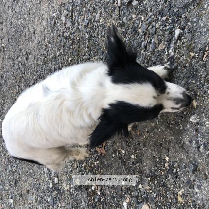 Photo 1/1 Chien retrouvé Trouvé à Bellegarde