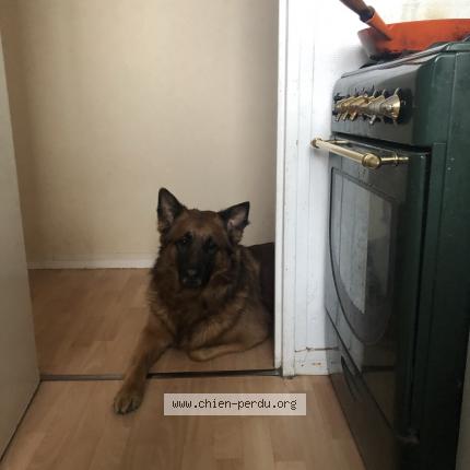 Photo de chien perdu à Bordeaux