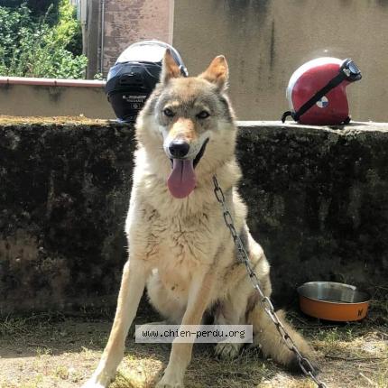 Photo de chien perdu à Angles