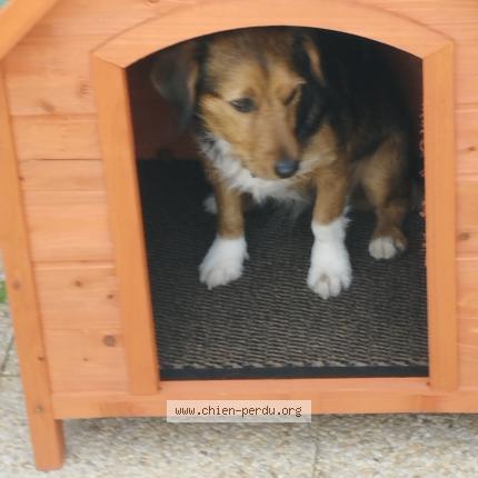 Photo 1/1 Chien retrouvé Perdu à Port en bessin huppain