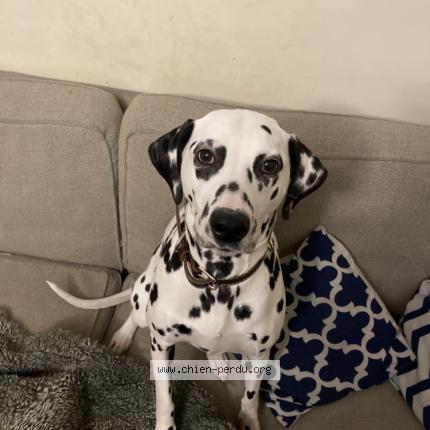 Photo 1/1 Chien retrouvé Perdu à Challac