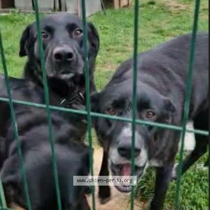 Photo de chien perdu à Chatillon En Michaille
