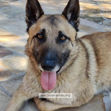 Photo 1/1 Chien retrouvé Perdu à Chaponost