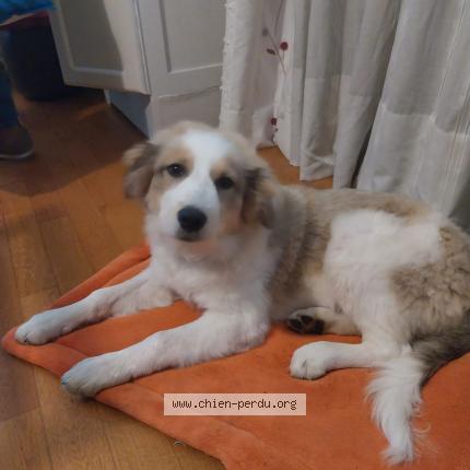 Photo 1/1 Chien retrouvé Perdu à Fontvieille