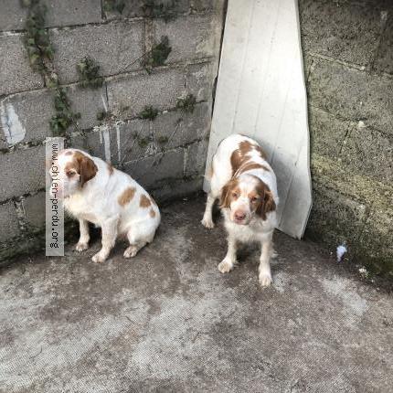 Photo 1/1 Chien retrouvé Perdu à Beaulieu sur loire