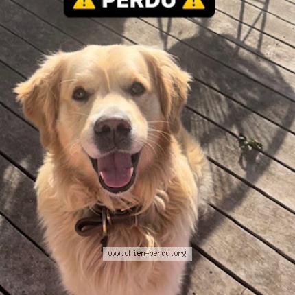 Photo de chien perdu à Caluire Et Cuire