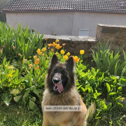 Photo de chien perdu à Chaponost