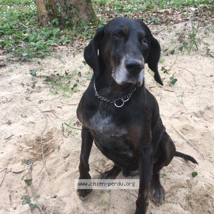 Photo 1/1 Chien retrouvé Perdu à Val d oire et gartempe