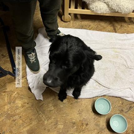 Photo de chien trouvé à Nantes