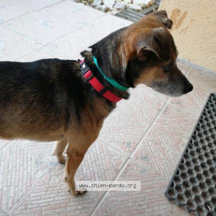 Photo de chien trouvé à Montbeton