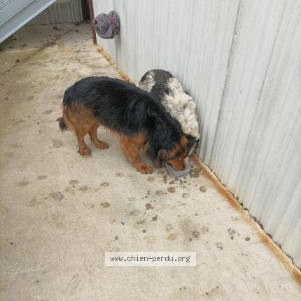Photo 1/1 Chien retrouvé Trouvé à Saint etienne de lisse