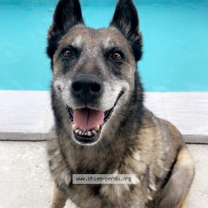 Photo 1/1 Chien retrouvé Perdu à Castelsarrasin