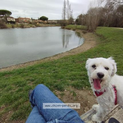 Photo de chien perdu à Saint Orens De Gameville