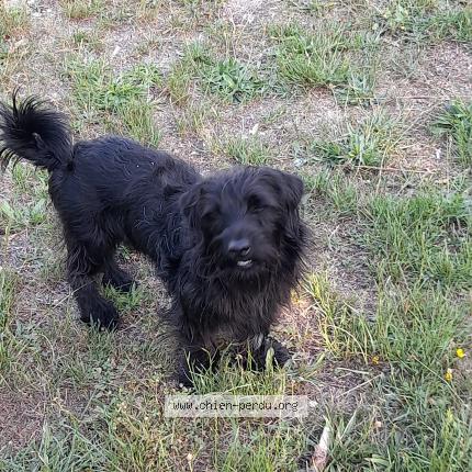 Photo de chien perdu à Quincy