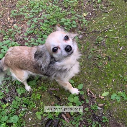 Photo 1/1 Chien retrouvé Perdu à Marseillan