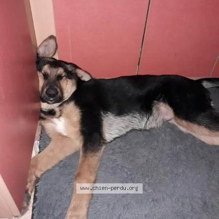 Photo 1/1 Chien retrouvé Perdu à St bris le vineux