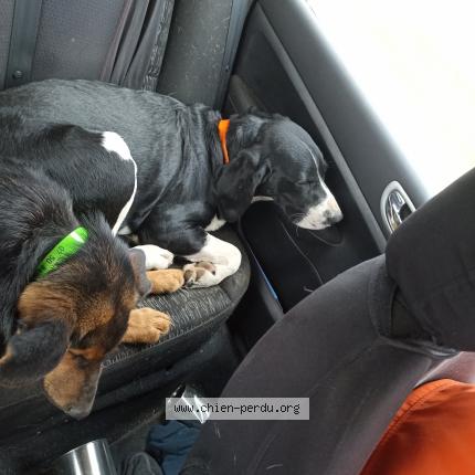 Photo 1/1 Chien retrouvé Perdu à St bris le vineux