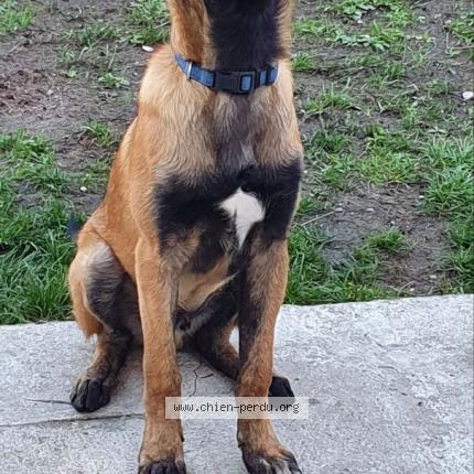 Photo 1/1 Chien retrouvé Perdu à Paris