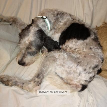 Photo de chien perdu à Lendou En Quercy Lascabanes