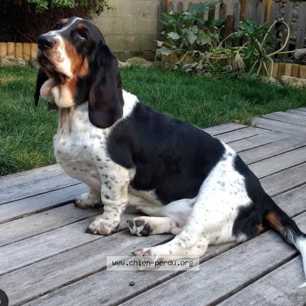 Photo 1/2 Chien retrouvé Perdu à Saint macaire en mauges