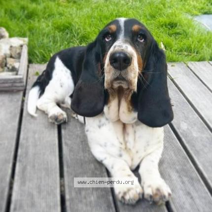 Photo 2/2 Chien retrouvé Perdu à Saint macaire en mauges