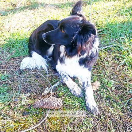 Photo 2/4 Chien retrouvé Perdu à Argenton