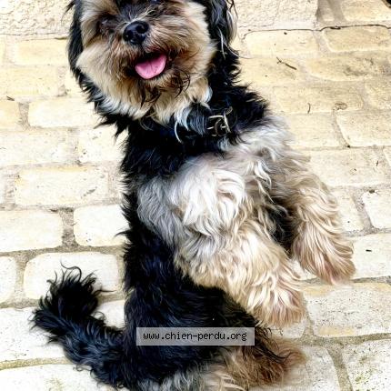 Photo de chien trouvé à Nainville Les Roches