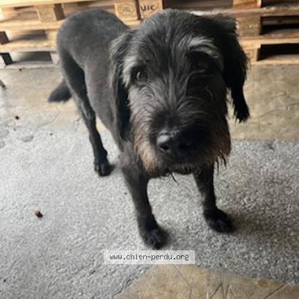 Photo 1/1 Chien retrouvé Perdu à Virelade