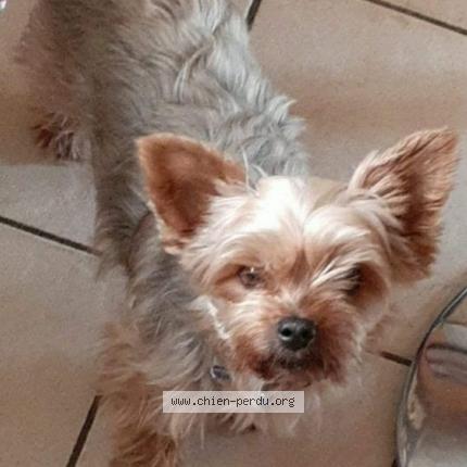 Photo 1/1 Chien retrouvé Perdu à Villeneuve sur lot