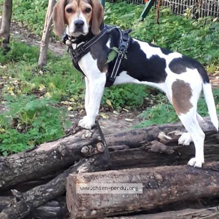 Photo 1/1 Chien retrouvé Perdu à Marseille