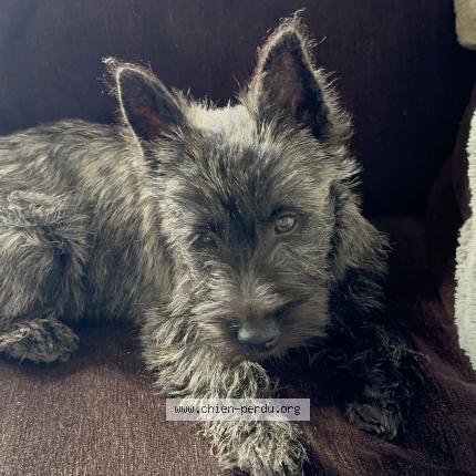 Photo 1/1 Chien retrouvé Perdu à Avignon