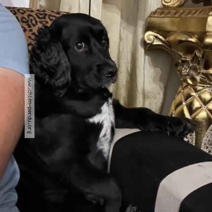 Photo 1/1 Chien retrouvé Perdu à Epinay sur seine