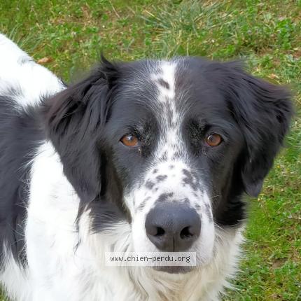 Photo 1/1 Chien retrouvé Perdu à Massac seran