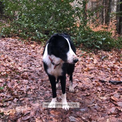 Photo 1/1 Chien retrouvé Trouvé à Saint pierre de soucy