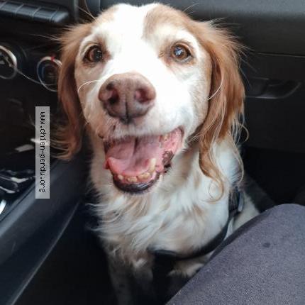 Photo 1/1 Chien retrouvé Trouvé à Verneuil en halatte