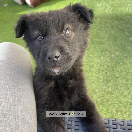 Photo 1/1 Chien retrouvé Perdu à Saint yrieix