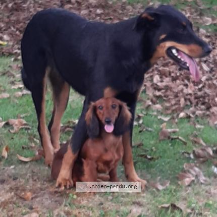 Photo de chien perdu à Liourdres