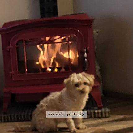 Photo de chien perdu à St Cyr Les Lecques